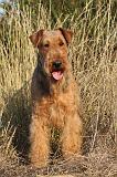 AIREDALE TERRIER 047